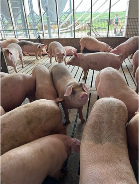 Inside Whetstine Farms Hog Barn