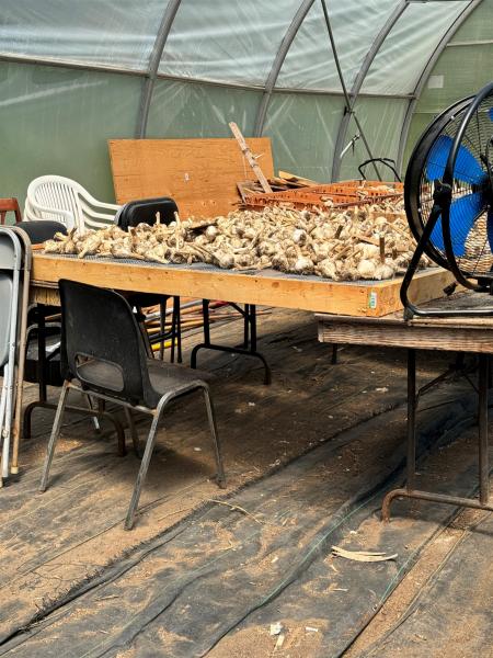 Table of garlic bulbs drying in a greenhouse