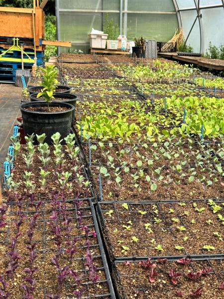 Crucifer seedlings waiting to be planted