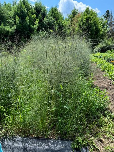 Asparagus plants