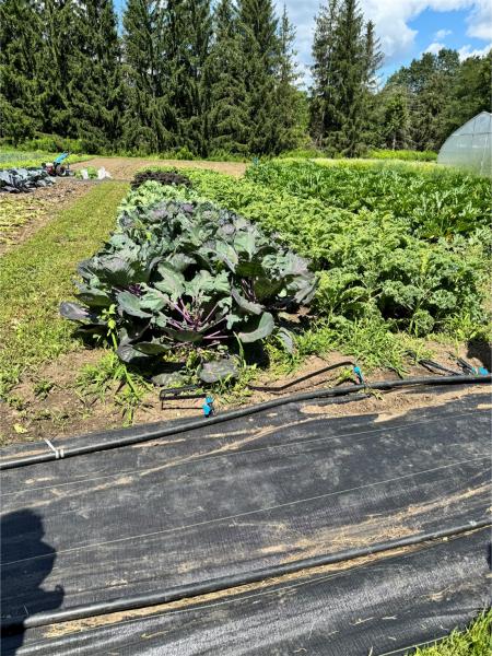 Brussel sprout plant