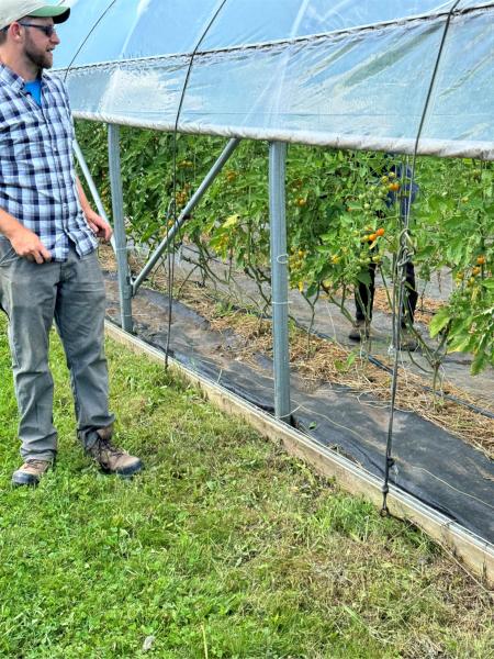 How the GCUOF grows tomatoes