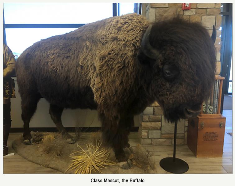 mounted buffalo; "Class Mascot, the Buffalo"