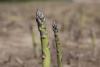 Asparagus growing in the field.